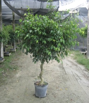 12" Ficus Wintergreen Spiral